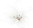 assets/home_04_flower_01.png